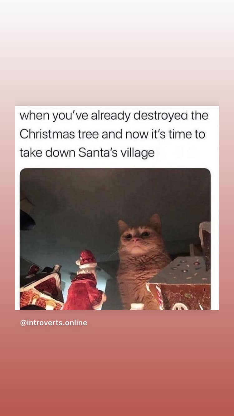 cat1.jpg